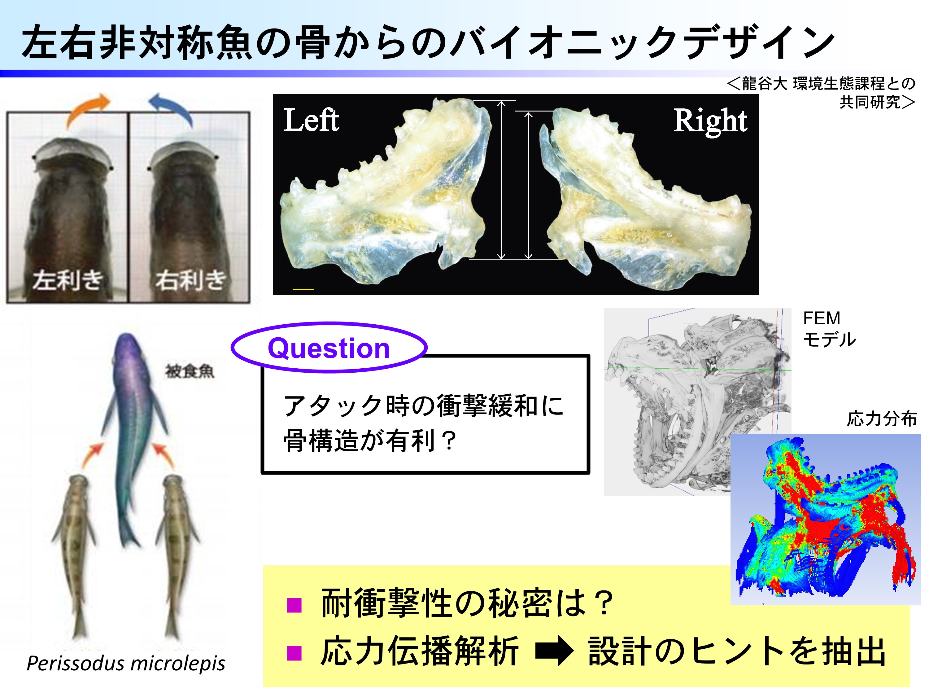 研究内容の図